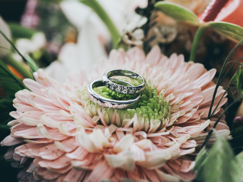close up photography of silver-colored wedding rings on pink gerbera daisy flower