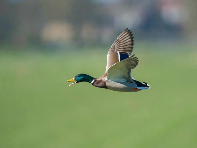 shallow focus photo of flying goose