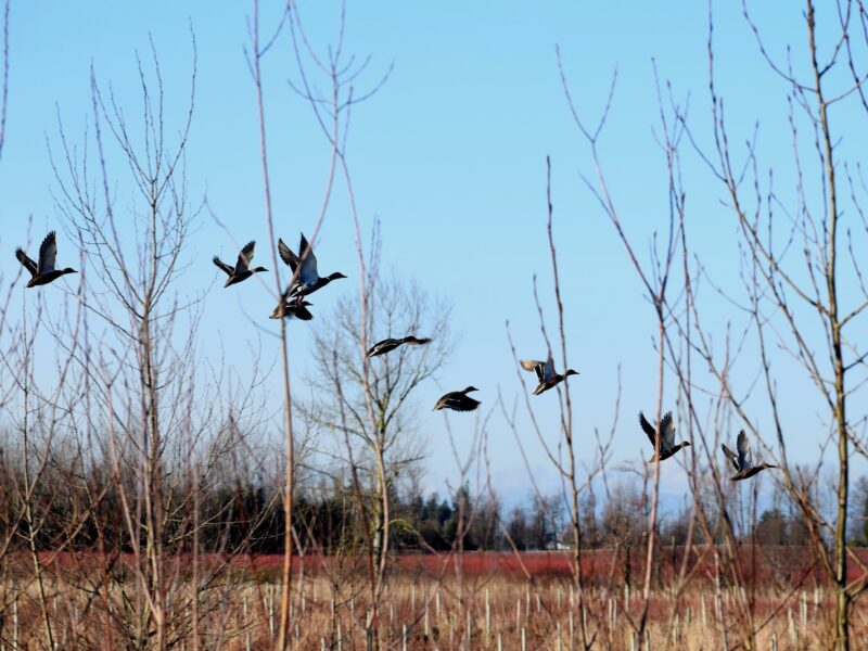 flock of birds flying over brown grass field during daytime