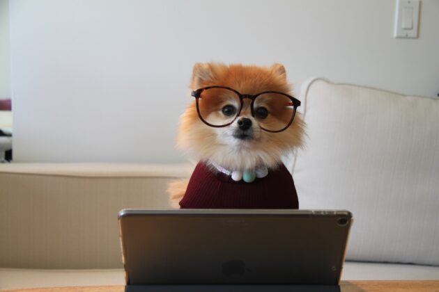 brown and white pomeranian puppy on macbook