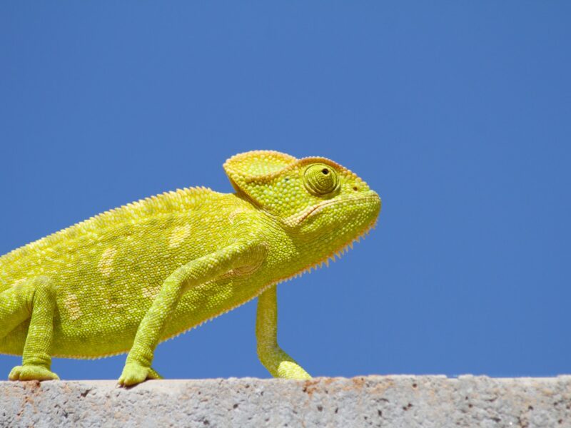 Chameleon on Top of the Wall