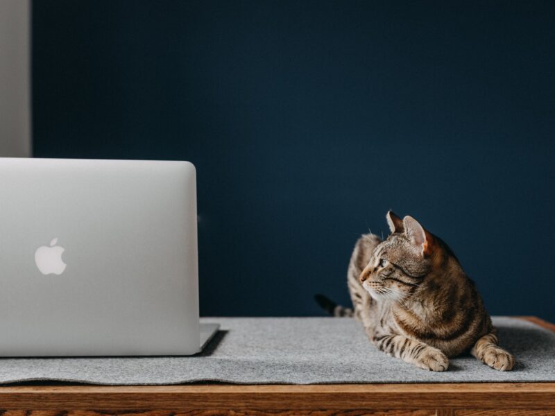 Cat Beside a Laptop on a Brown Wooden Table