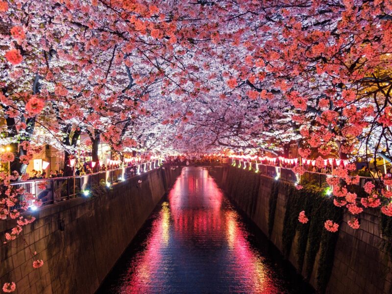 canal between cherry blossom trees