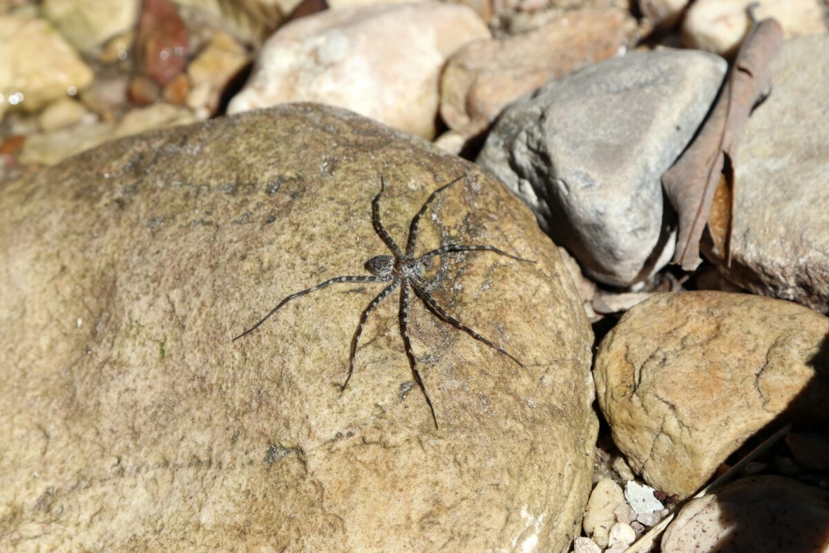 black spider on rock
