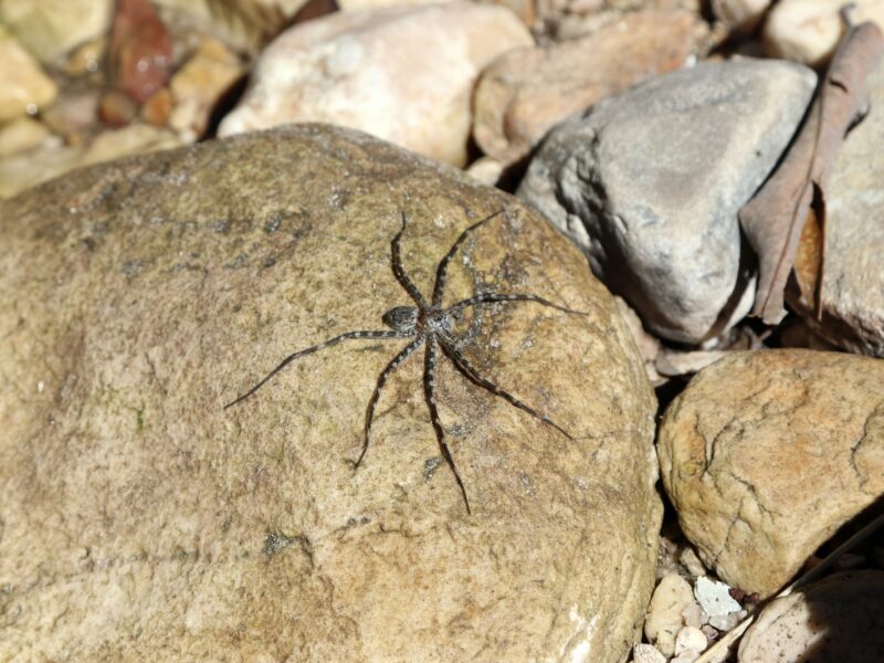 black spider on rock