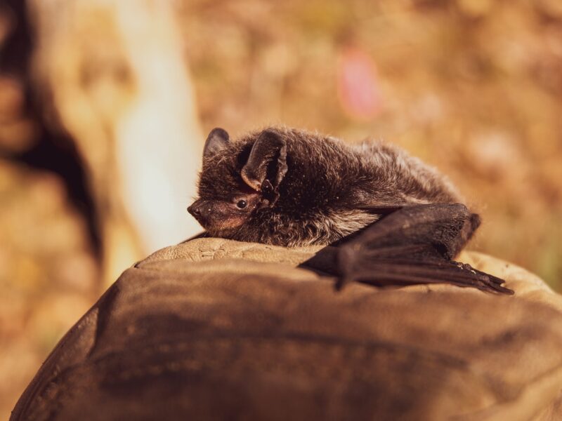 Selective Focus Photo of Black Bat on Brown Stone