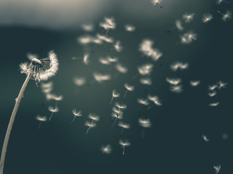 shallow focus of white dandelion