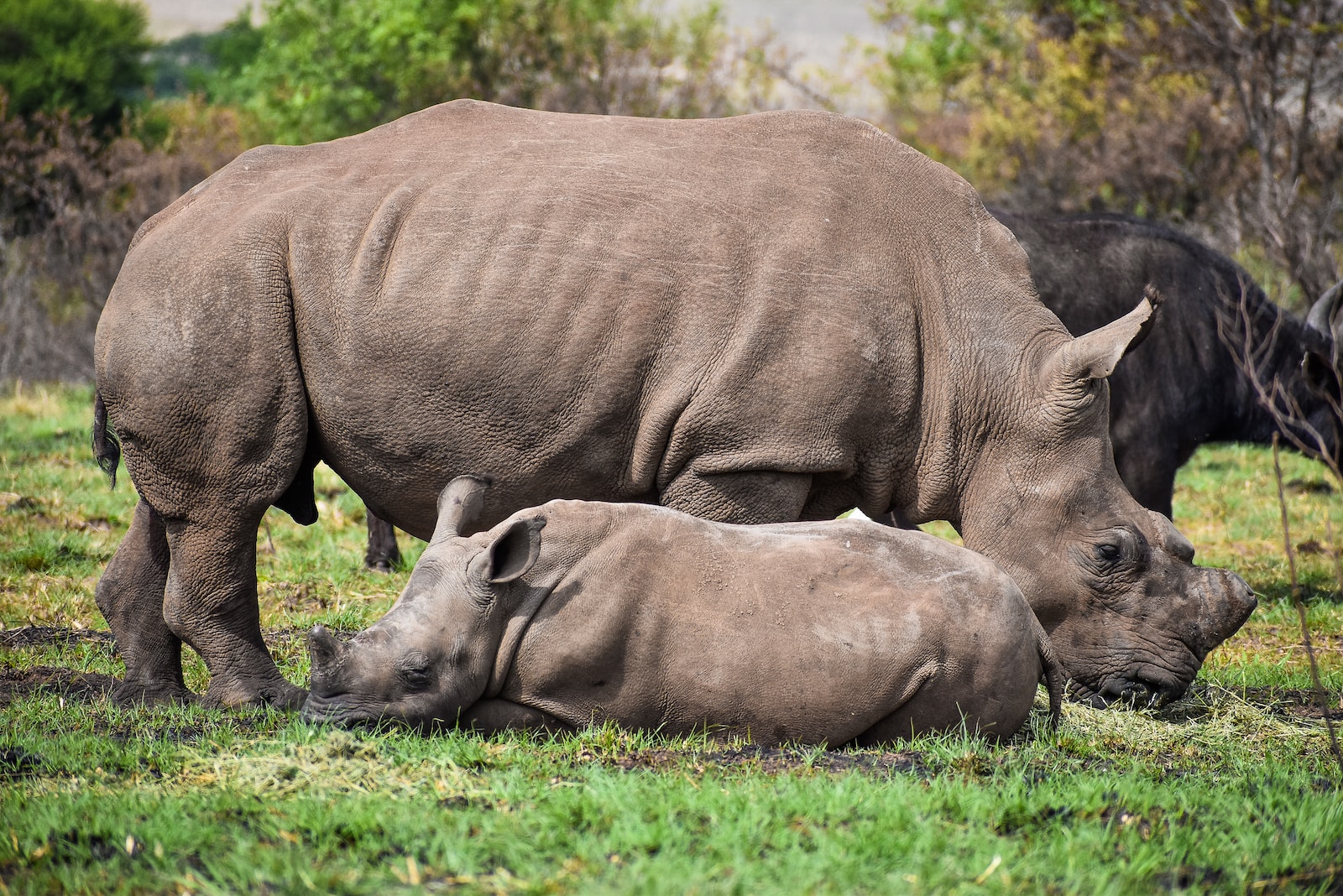 a rhinoceros and a baby rhino grazing in a field