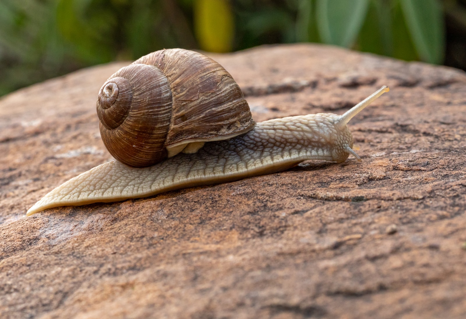 brown snail on rock