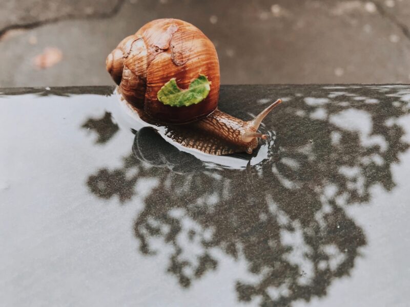 brown garden snail during daytime