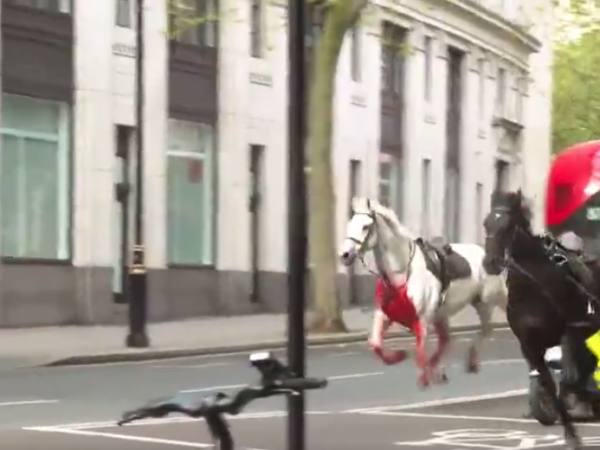 A White Horse Rampaged through the Streets of London