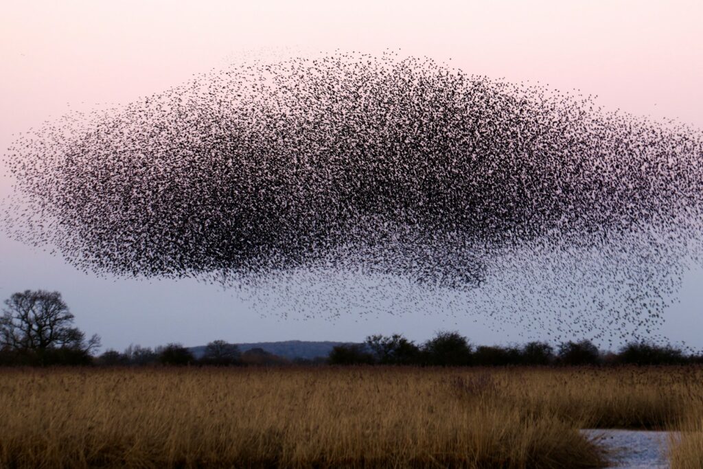 a large flock of birds flying over a field