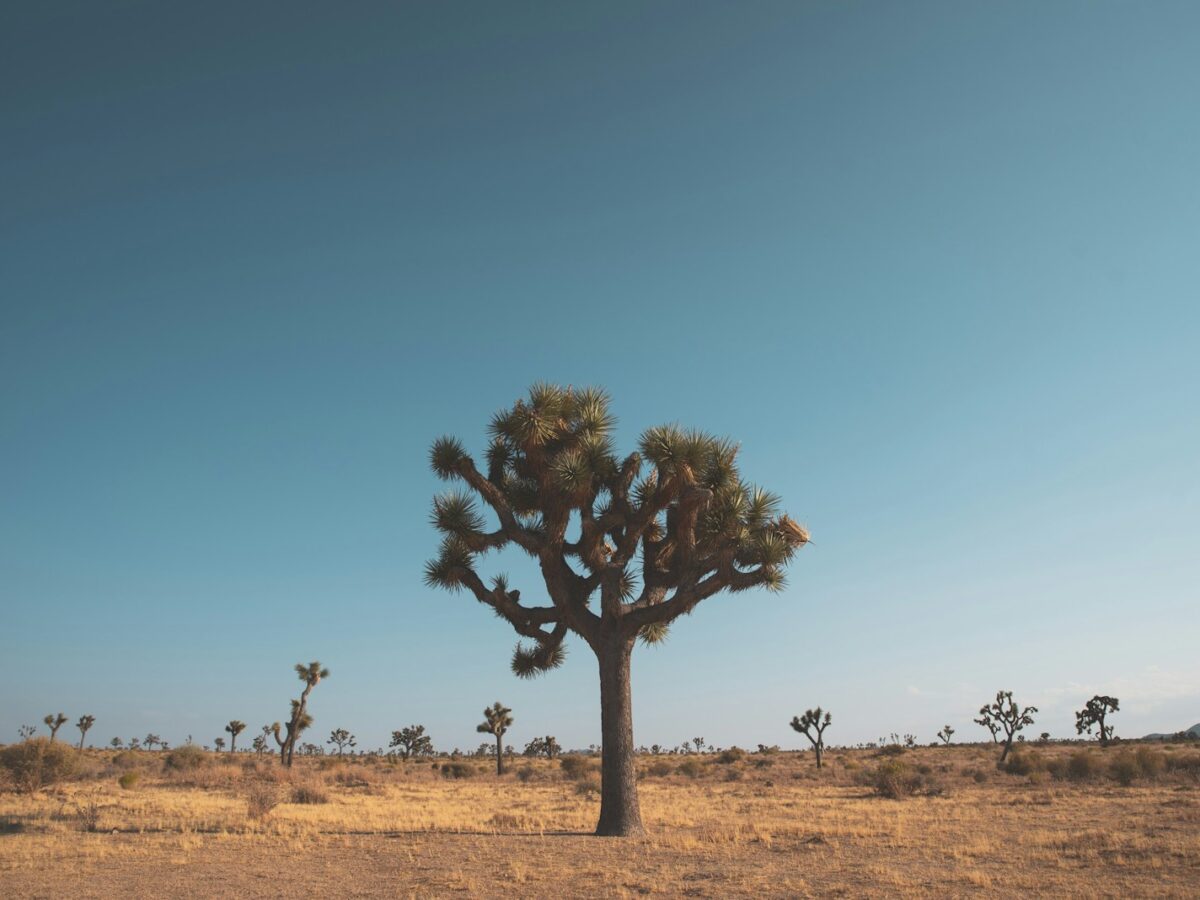Joshua Trees Lose out to Solar Panels